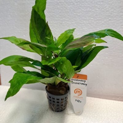 Hygrophila Angustifolia Medium5