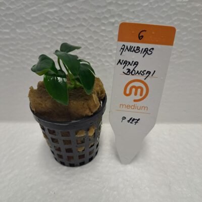 nana bonsai (EASY   6)
