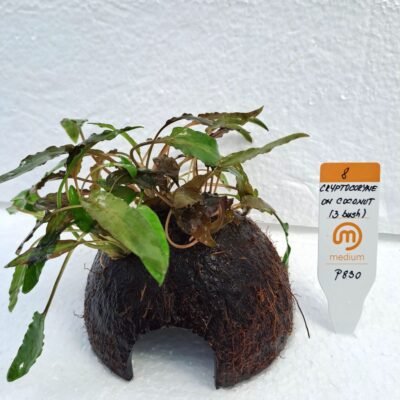 on coconut  /3 bush/ (EASY   8)