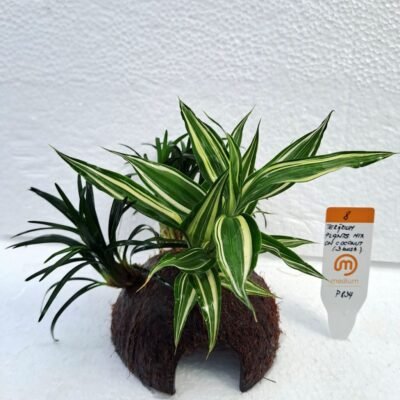 Terárium plants mix on coconut 3bush EASY8