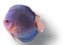 Discus blue (Symphysodon mix color B grade) 2–2,5 cm