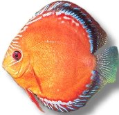Red Alenqer (XL selection HQ)