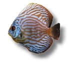 Discus red turquoise (Symphysodon Red Turquoise) XL selection HQ