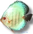 Neon Blue (15cm (19cm))