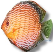 Discus red turquoise high body (Symphysodon red turquoise high b) 9–11,5 cm