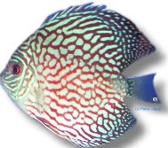 Red Pearl (XL selection HQ)