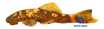 Bristle-Nose catfish red+black (Ancistrus sp. red + black) 2–2,5 cm