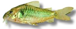 Bronze Catfish, Schultz's Catfish (Corydoras aeneus schultzei) 2,5 cm