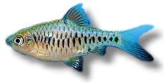 oligolepis (2 cm)