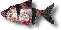 tetrazona (1,8 - 2,5 cm)