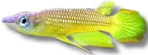 lineatus gold (3 - 4 cm)