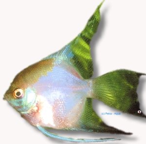 ghost l.f. (1,5 - 2 cm)