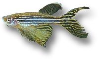 Zebra Danio Long Fin (Brachydanio rerio long fin) 2–2,5 cm