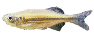 malabaricus (3 - 4 cm)