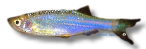 kerri (2 - 2,5 cm)