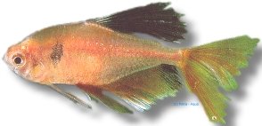 callistus long fin (2 - 2,5 cm)