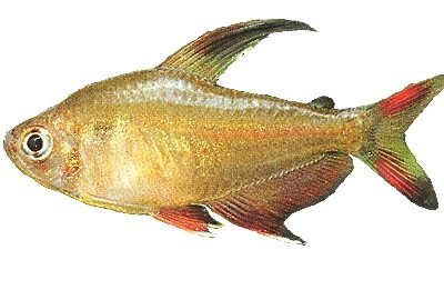 Ornate Tetra (Hyphessobrycon bentosi ornatus) 2–2,5 cm