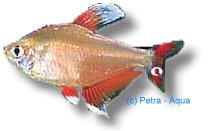 Ornate Tetra white fin (Hyphessobrycon bentosi white fin) 2,5–3 cm