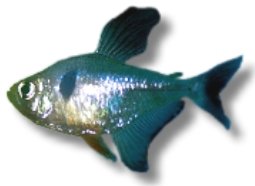 megalopterus (2 - 2,5 cm)
