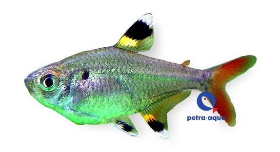 petra-S361 petra-S361