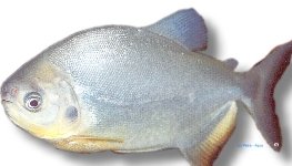 brachypomum (2 - 3 cm)