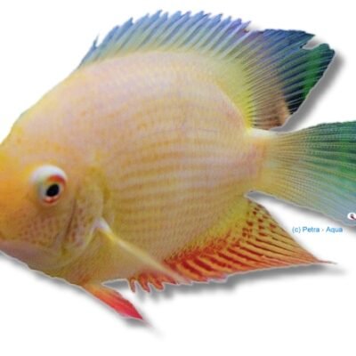 severum gold (2 - 2,5 cm)