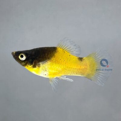 bumble bee (2,5 cm)