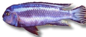 johanni (2 - 3 cm)