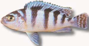 lombardoi (2 - 3 cm)