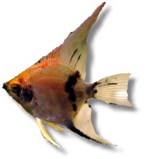 koi (1,5 - 2 cm)
