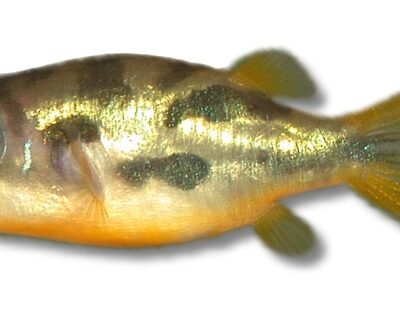 travancoricus (0,5 - 1 cm)