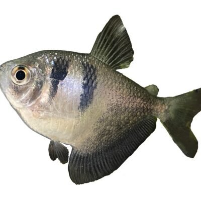 ternetzi (1 - 1,5 cm)