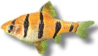 pentazona (1 - 1,5 cm)