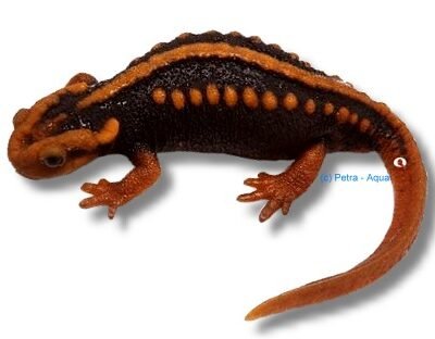 verrucosus (-)
