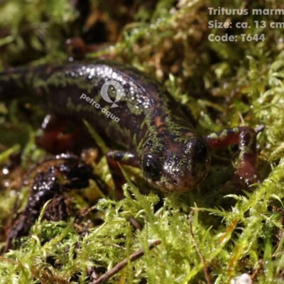 marmoratus (8 -10 cm)