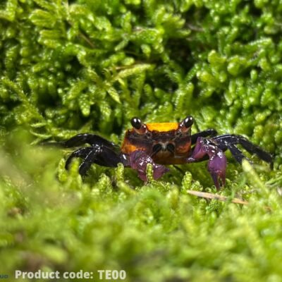 sp. vampire banana (4 cm)