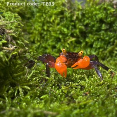 Geosesarma sp. midnight red claw 3–4 cm