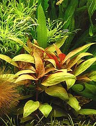 Lilacina (pot)