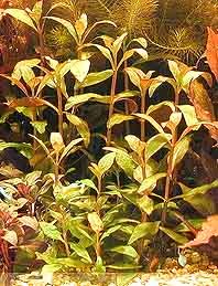 Magenta Water Hedge (Alternanthera reineckii) pot
