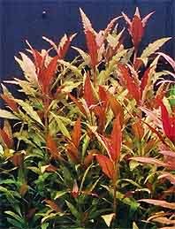 Rosaefolia (pot)