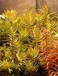 gracilis (pot)