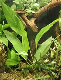 Anubias afzelii pot