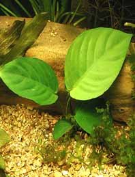 Anubias barteri pot
