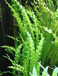 Aponogeton crispus pot