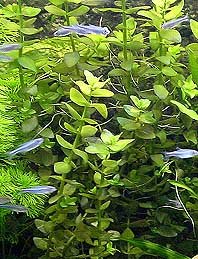 caroliniana (pot)