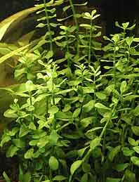 monnieri (pot)