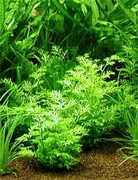 siliquosa (pot)