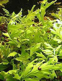 thalicroides (pot)