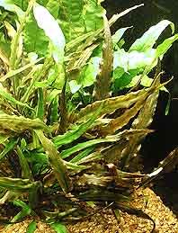 Cryptocoryne becketii pot