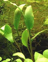 lucens (pot)